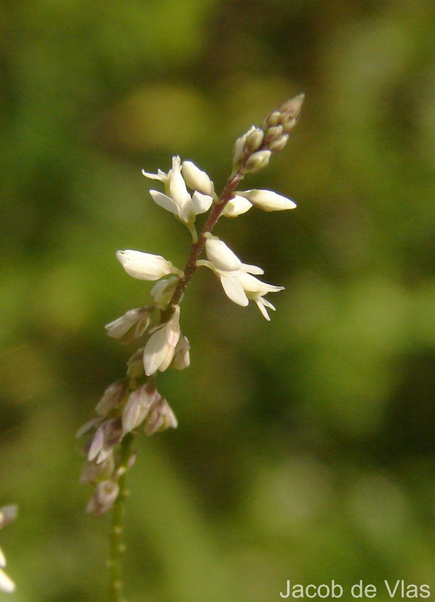 Polygala paniculata L.